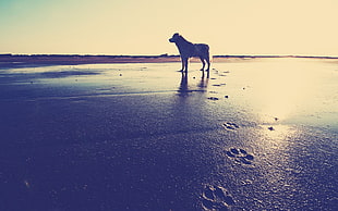 Dog,   beach,  Sand,  Footprints HD wallpaper